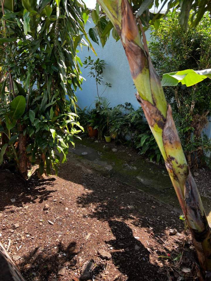 Entretien du sol de jardin La Réunion