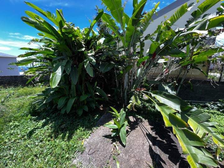 Massif de fleur tropicale La Réunion