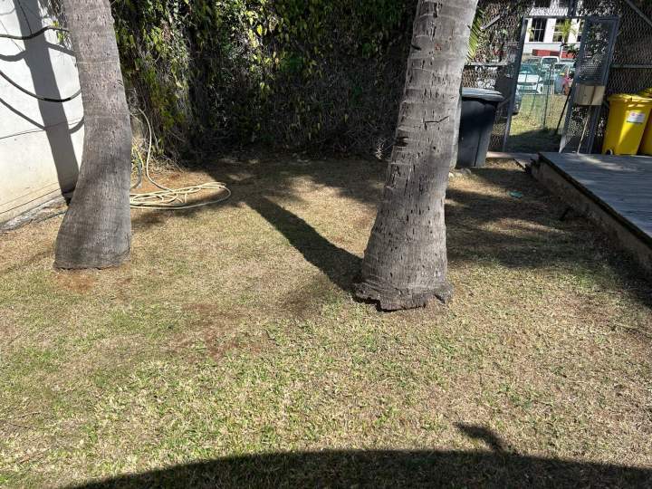 Engazonnement La Réunion